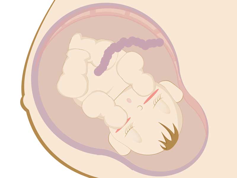 ママのお腹の中の赤ちゃんのイラスト