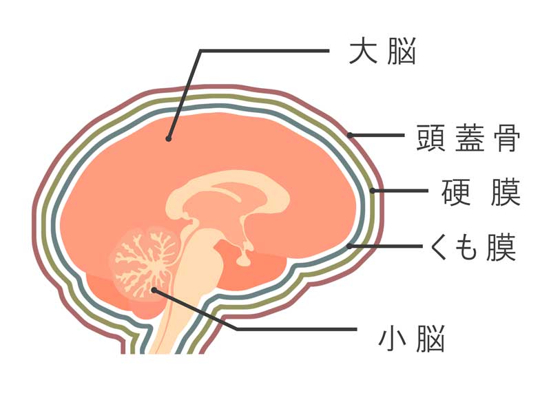 脳のイラスト