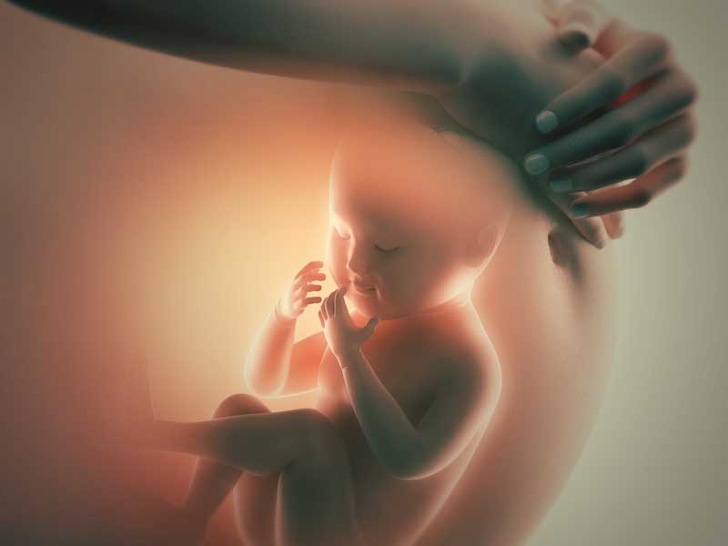 妊婦さんのお腹に中にいる胎児
