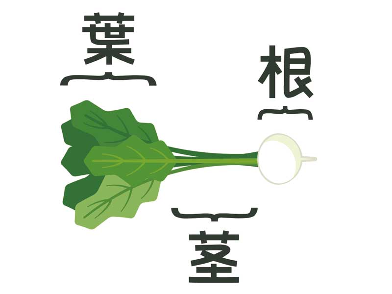 かぶの根葉茎のイラスト