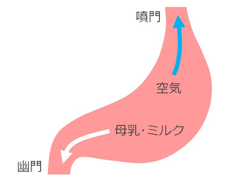ゲップ説明の胃のイラスト