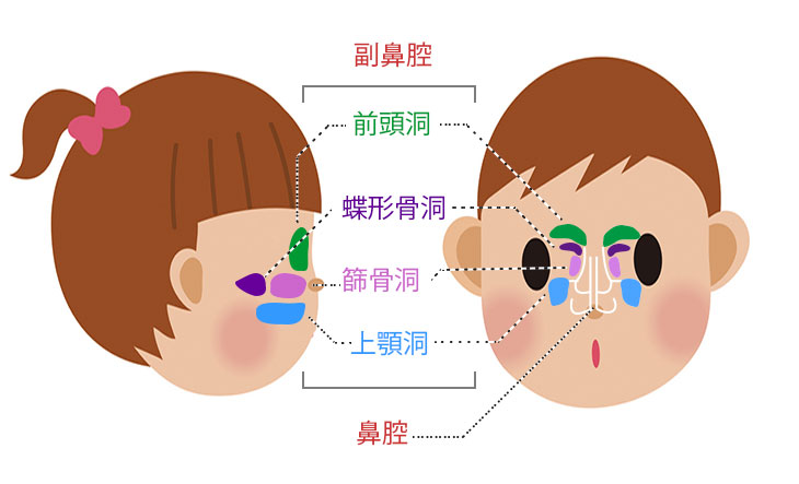 副鼻腔図解イラスト