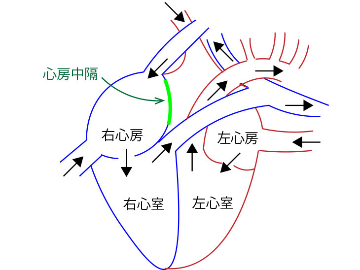 心臓の仕組み図
