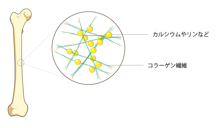 骨の成分解説イラスト