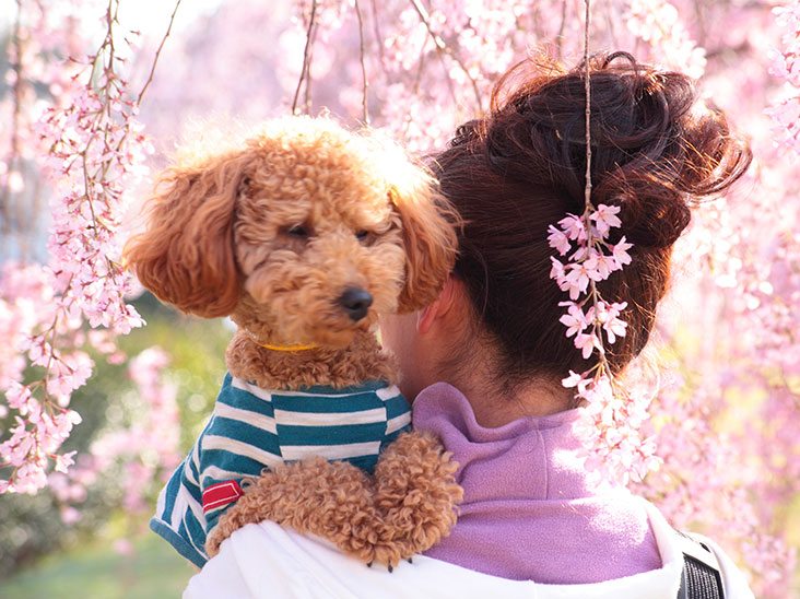 桜の咲く公園で女性に抱っこされたプードル