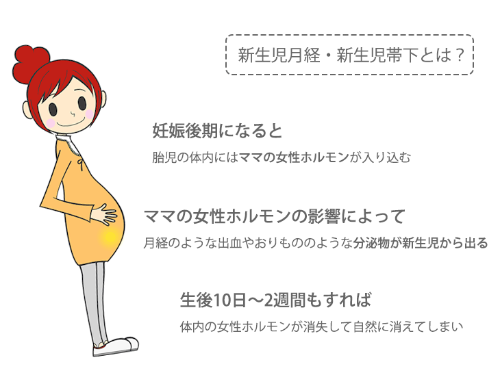新生児月経・新生児帯下の解説イラスト