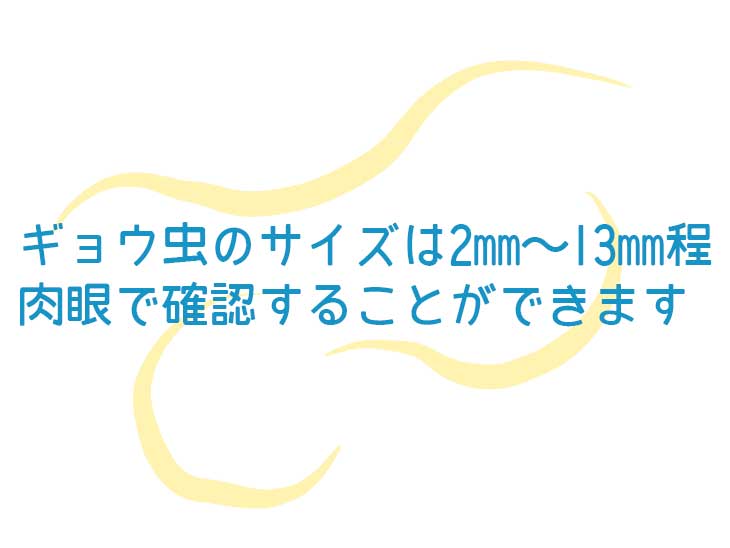 ギョウ虫のサイズ