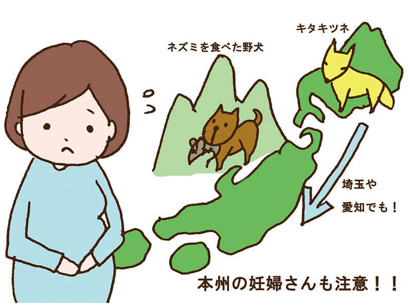 エキノコックスには本州の妊婦さんも注意してほしい図解