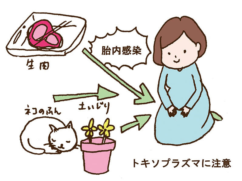 トキソプラズマに注意する図解