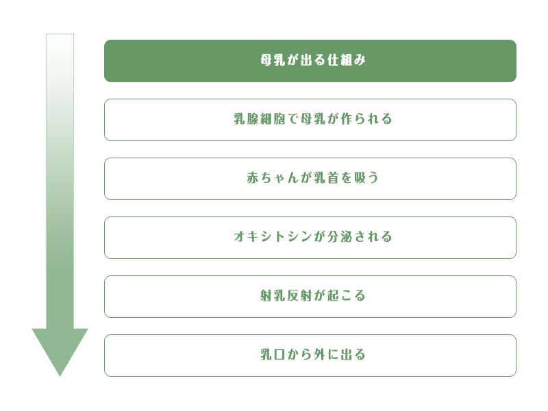 母乳が出る仕組み