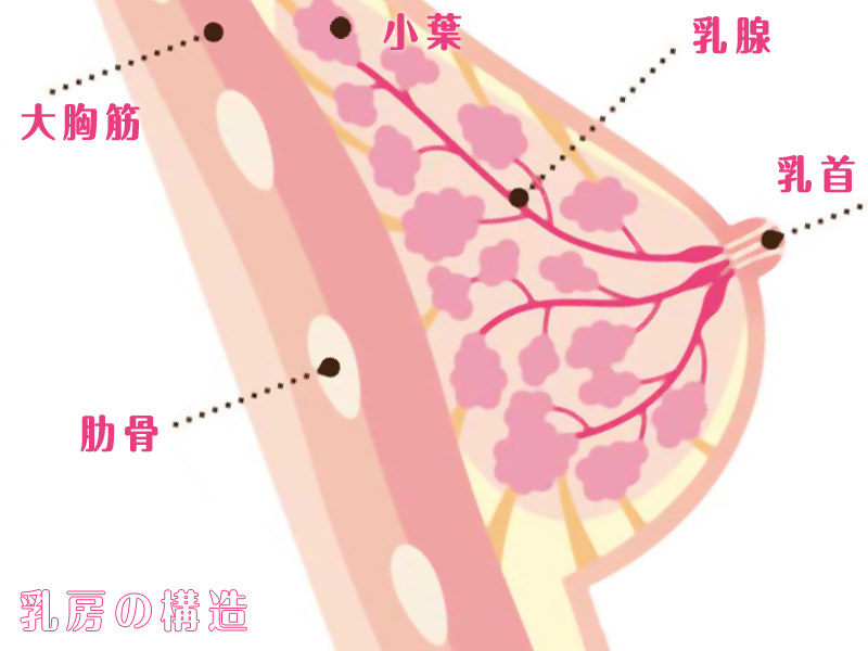 乳房の構造