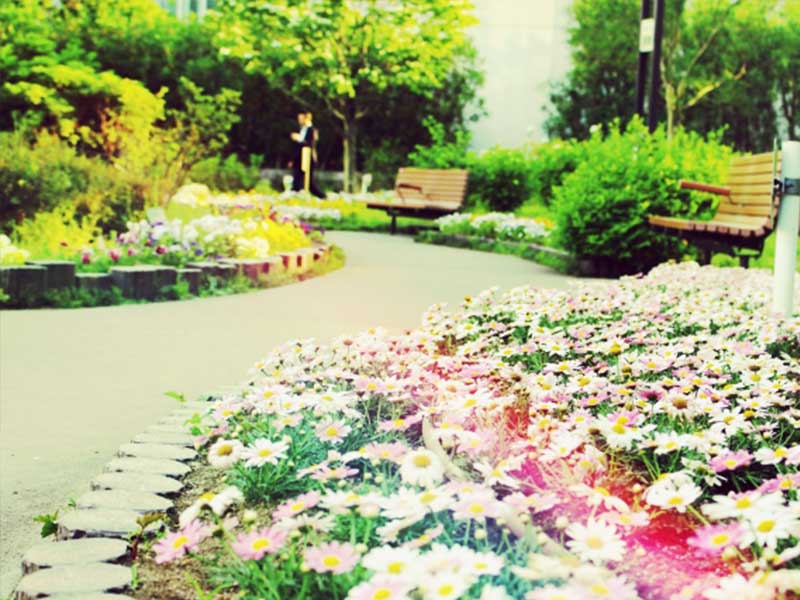 コスモスの花咲く道