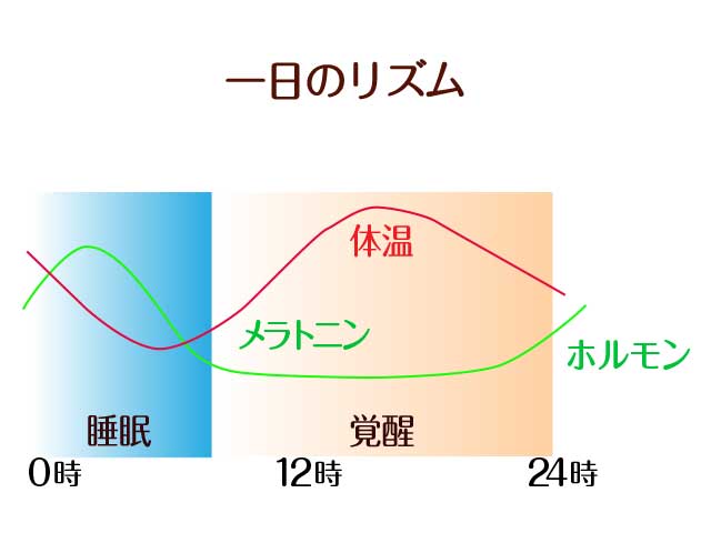 一日のリズム
