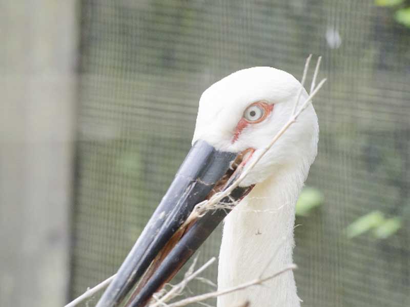 コウノトリ