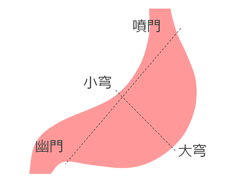 胃のイラスト